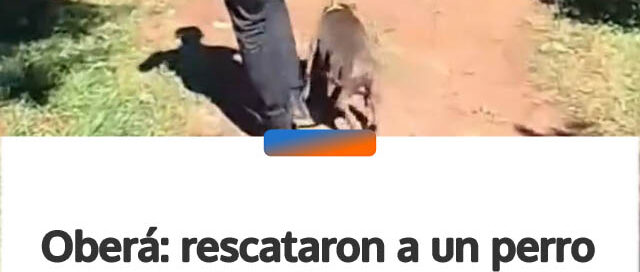 Oberá: rescataron a un perro que había caído en un pozo tras un alerta vecinal